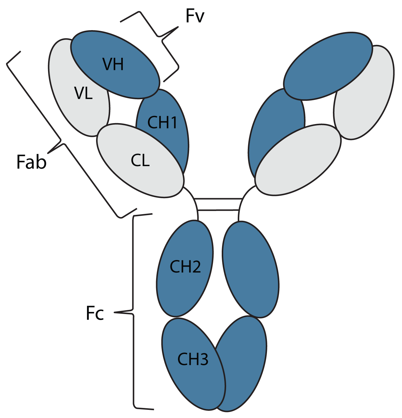 Primary Antibodies