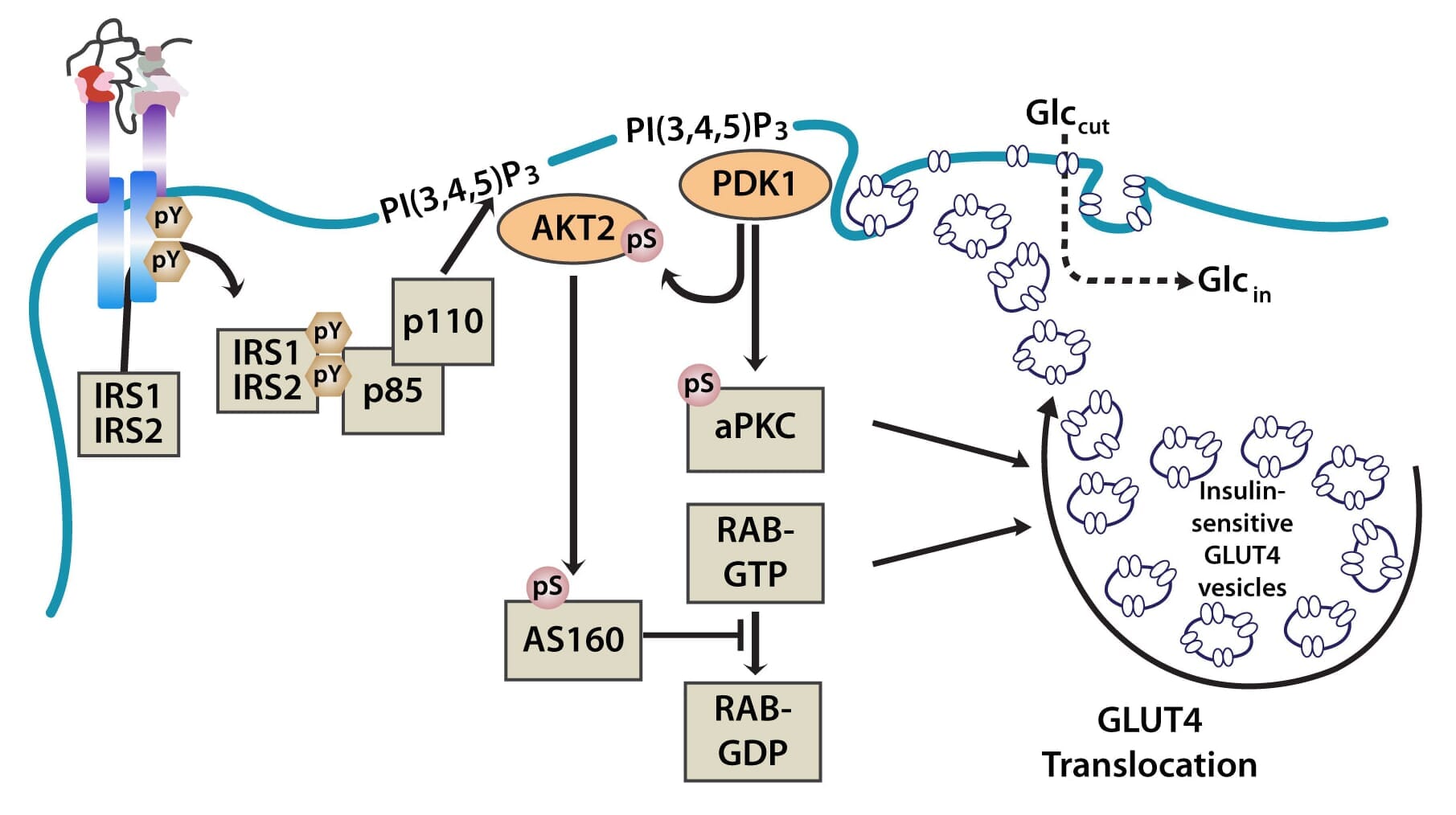 Translocation of GLUT4 in the PI3K and MAPK Pathways - Antibodies.com