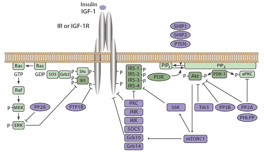 Negative Regulators of the Insulin Signaling Pathway - Antibodies.com