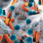 Vedi tutti gli anticorpi primari per la microbiologia - Antibodies.com