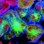 Vedi tutti gli anticorpi primari per le cellule staminali - Antibodies.com