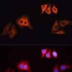Immunofluorescenza - Anti-Coniglio IgG (H+L) (TRITC) (AS040) - Antibodies.com