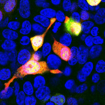 Immunofluorescence - Anti-mCherry Anticorps [1C51] (A85305)