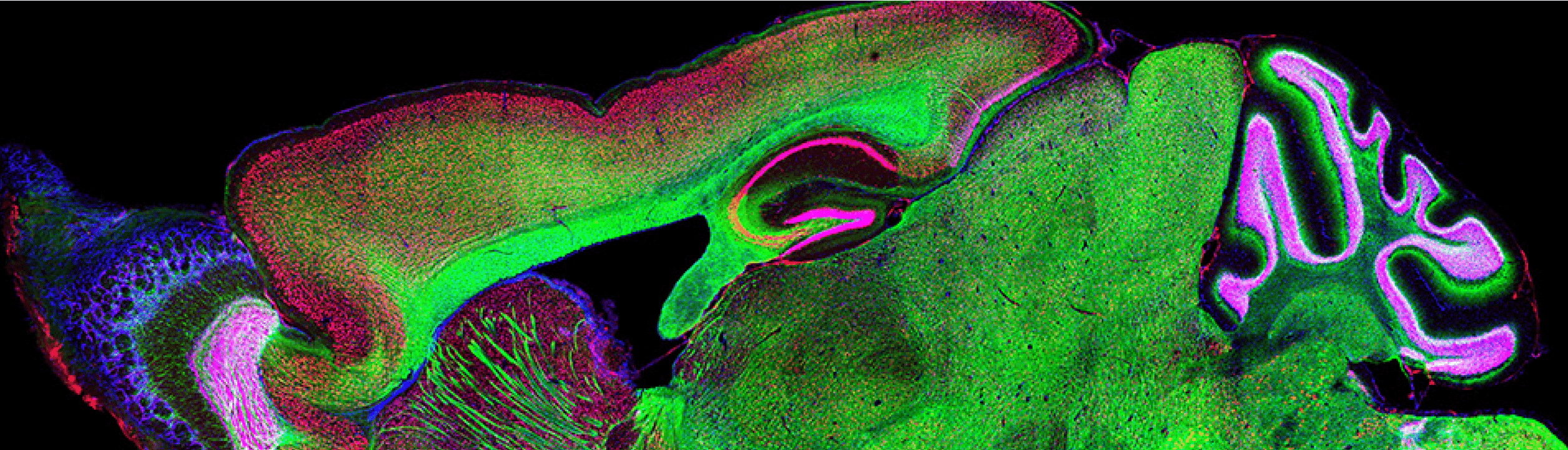 Trial Size Antibodies