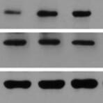 Western Blot - HRP Conjugated Secondary Antibody - Antibodies.com