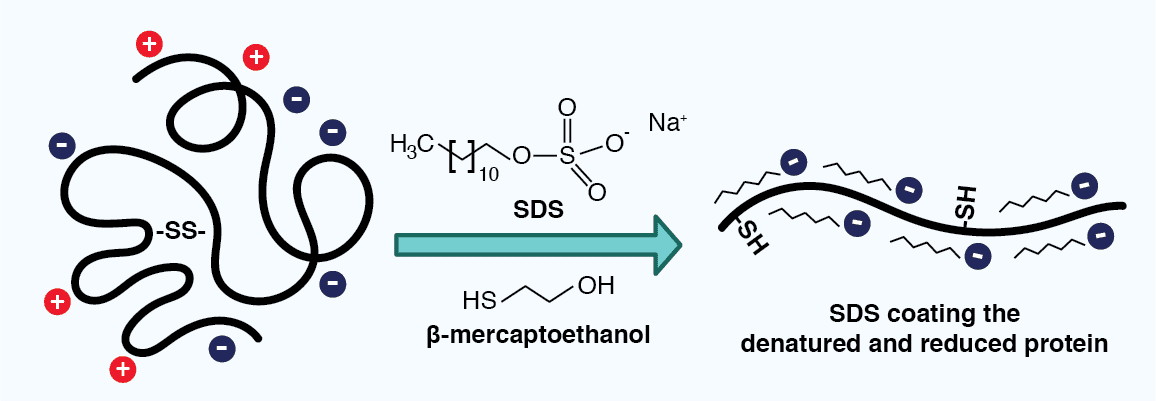 Sodium Dodecyl Sulfate (SDS) Coating a Polypeptide - Antibodies.com