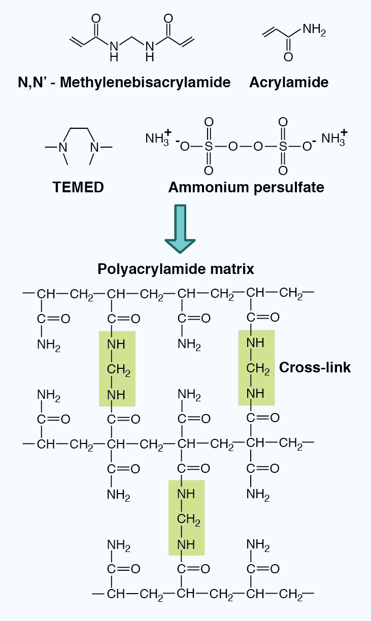 The Chemical Structure of a Polyacrylamide Matrix - Antibodies.com