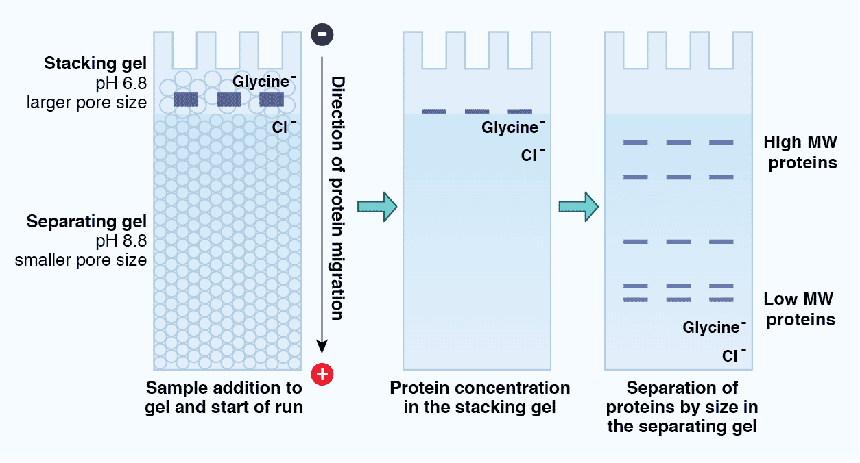 Protein Migration through a Tris-Glycine SDS-PAGE Gel - Antibodies.com