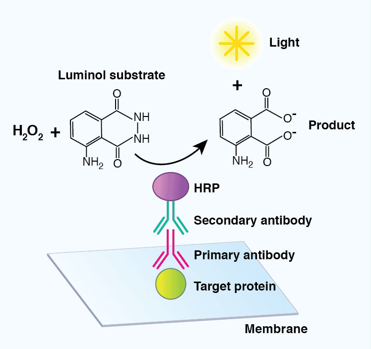 Detection of Target Proteins using a Chemiluminescent-based Substrate - Antibodies.com