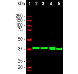 Western Blot - Anti-GFAP Antibody (A85307) - Antibodies.com