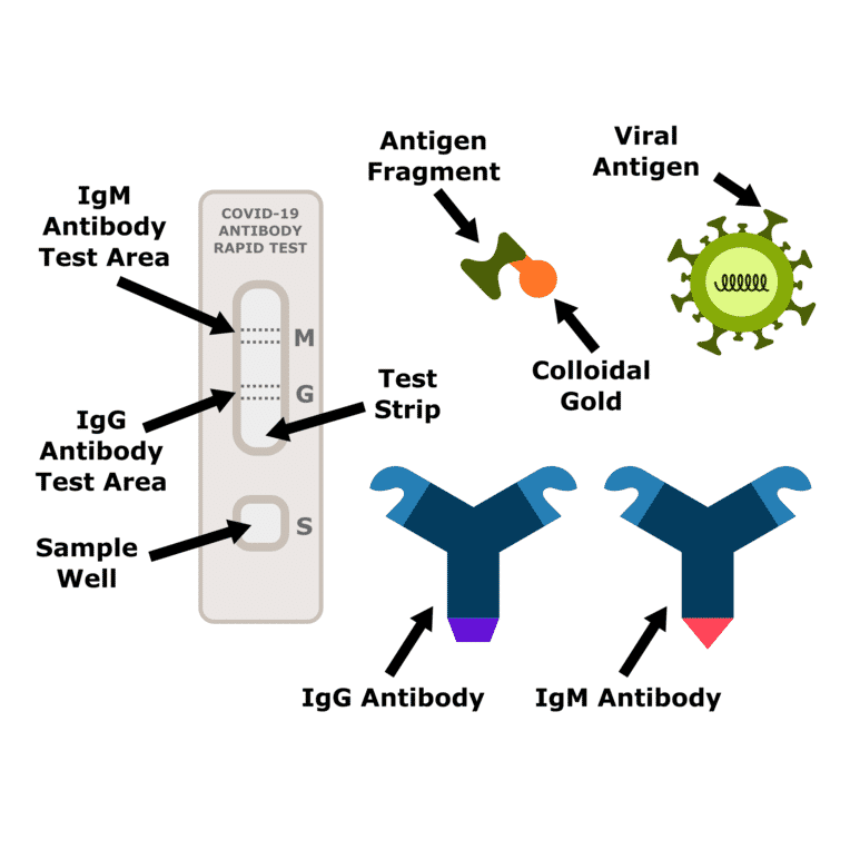 How do COVID-19 antibody rapid lateral flow tests work? - Antibodies.com