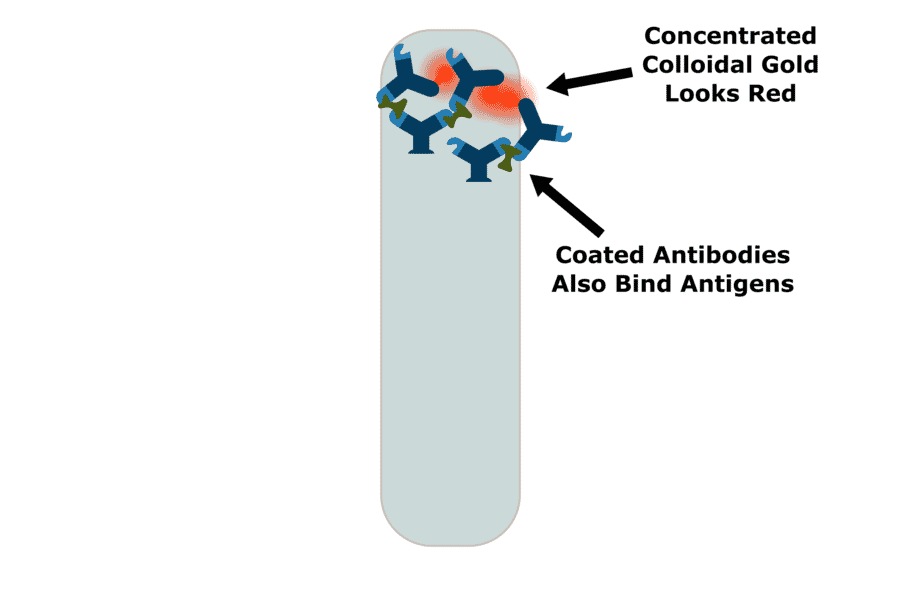 COVID19 Information & FAQ