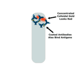 How do COVID-19 antigen rapid lateral flow tests work? - Antibodies.com