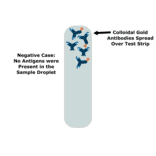 How do COVID-19 antigen rapid lateral flow tests work? - Antibodies.com