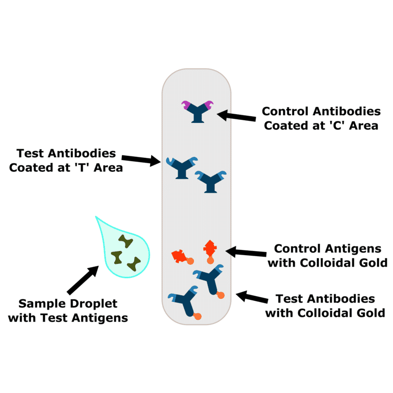 What do control lines mean in COVID-19 lateral flow tests? - Antibodies.com