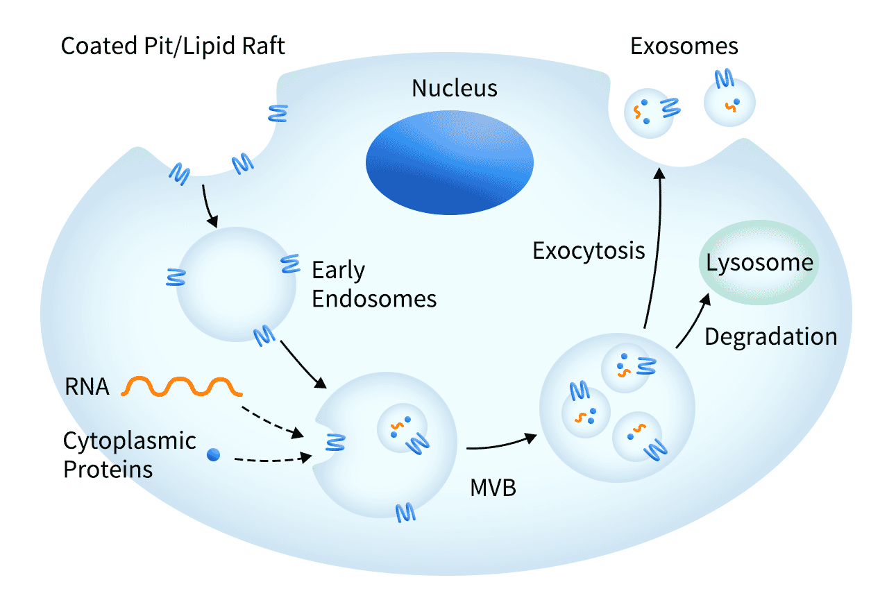 Exosome Membrane Proteins Diagram - Antibodies.com