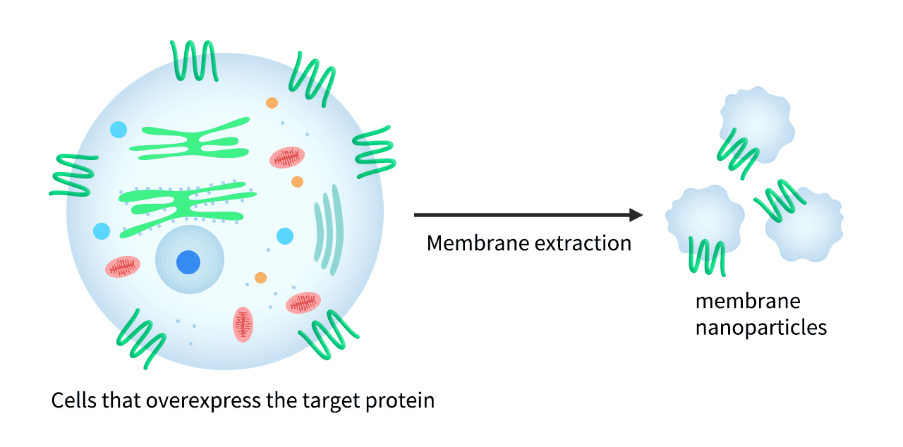 Membrane Nanoparticles (MNPs) Membrane Proteins Diagram - Antibodies.com