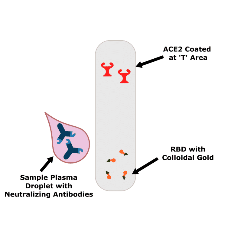 How do COVID-19 neutralizing antibody rapid lateral flow tests work? - Antibodies.com