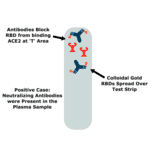 How do COVID-19 neutralizing antibody rapid lateral flow tests work? - Antibodies.com