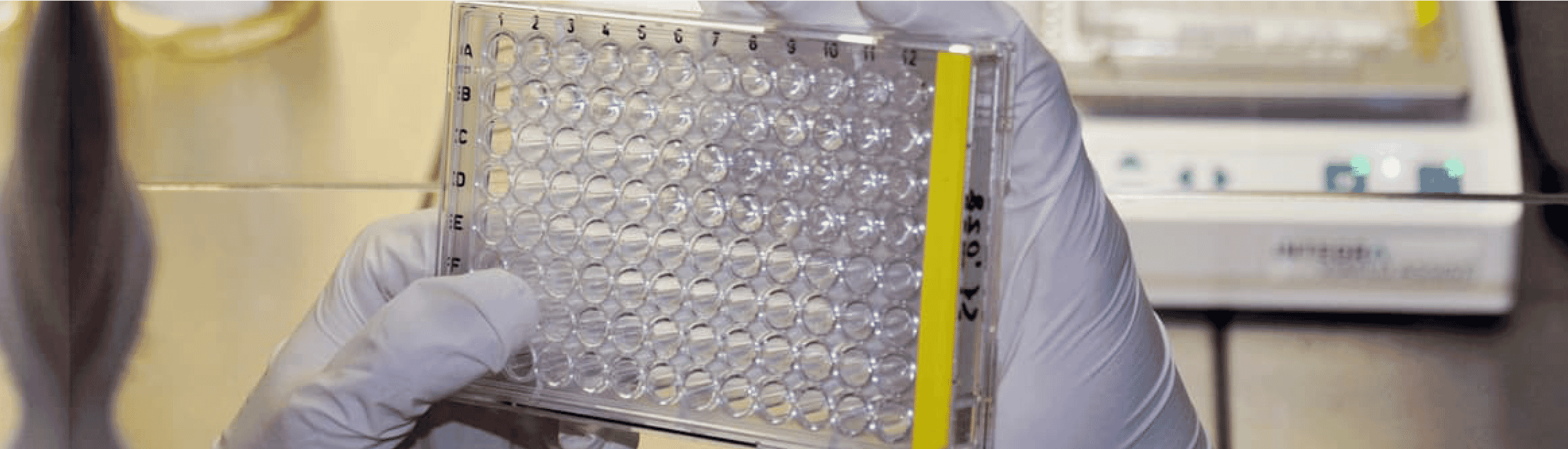 Custom Antibody Production - Antibodies.com