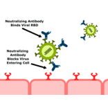 What are neutralizing antibodies for coronaviruses? - Antibodies.com