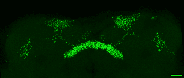 Maximum intensity projection of a fly midbrain where sleep-control dorsal fan-shaped body neurons